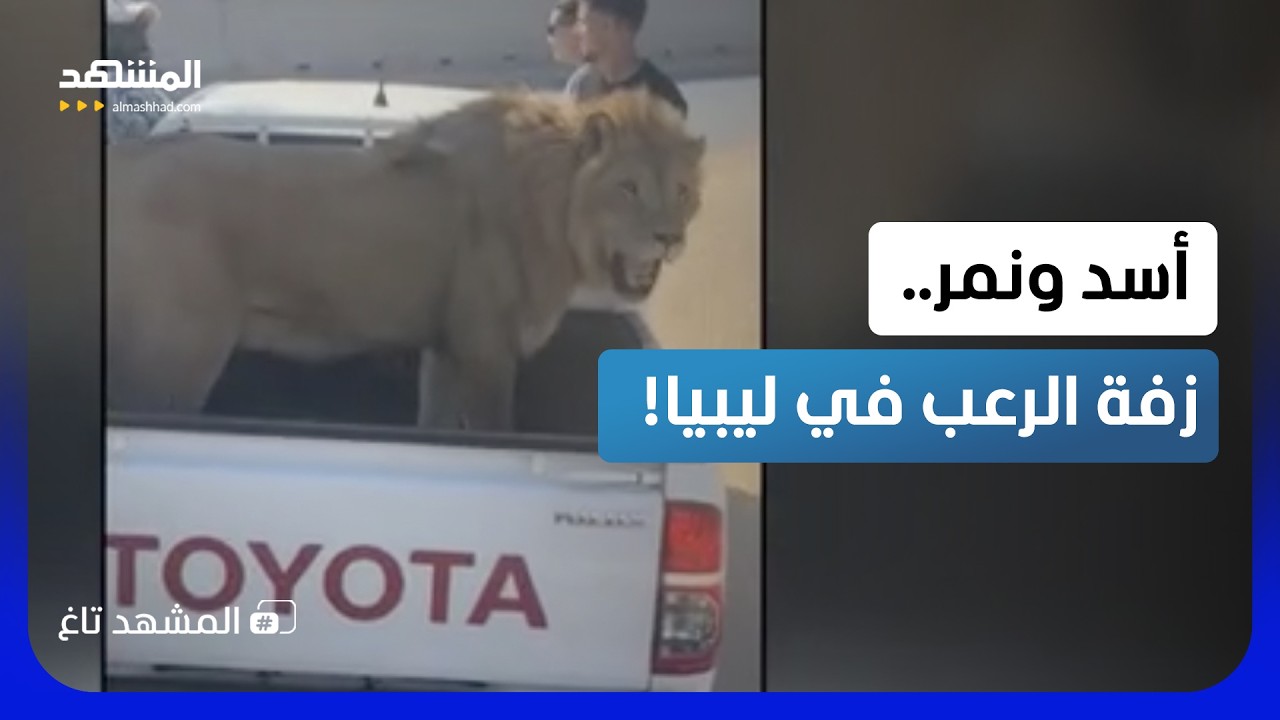 أغرب "زفّة" في ليبيا.. أسد ونمر في حفل تخرج صانع المحتوى "ليبيانو"!  - المشهد تاغ