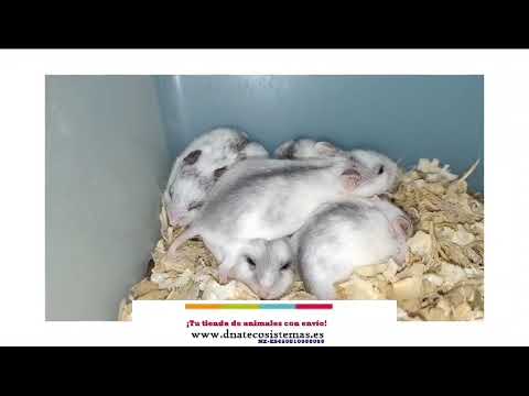 Hámster chino blanco (Cricetulus griseus) v chove