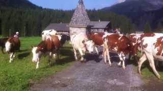 preview picture of video 'Vaches à Champéry (Valais, Suisse)'