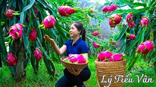 How to harvest Dragon fruit & Goes to the Market Sell - Harvesting & Cooking || Daily Life