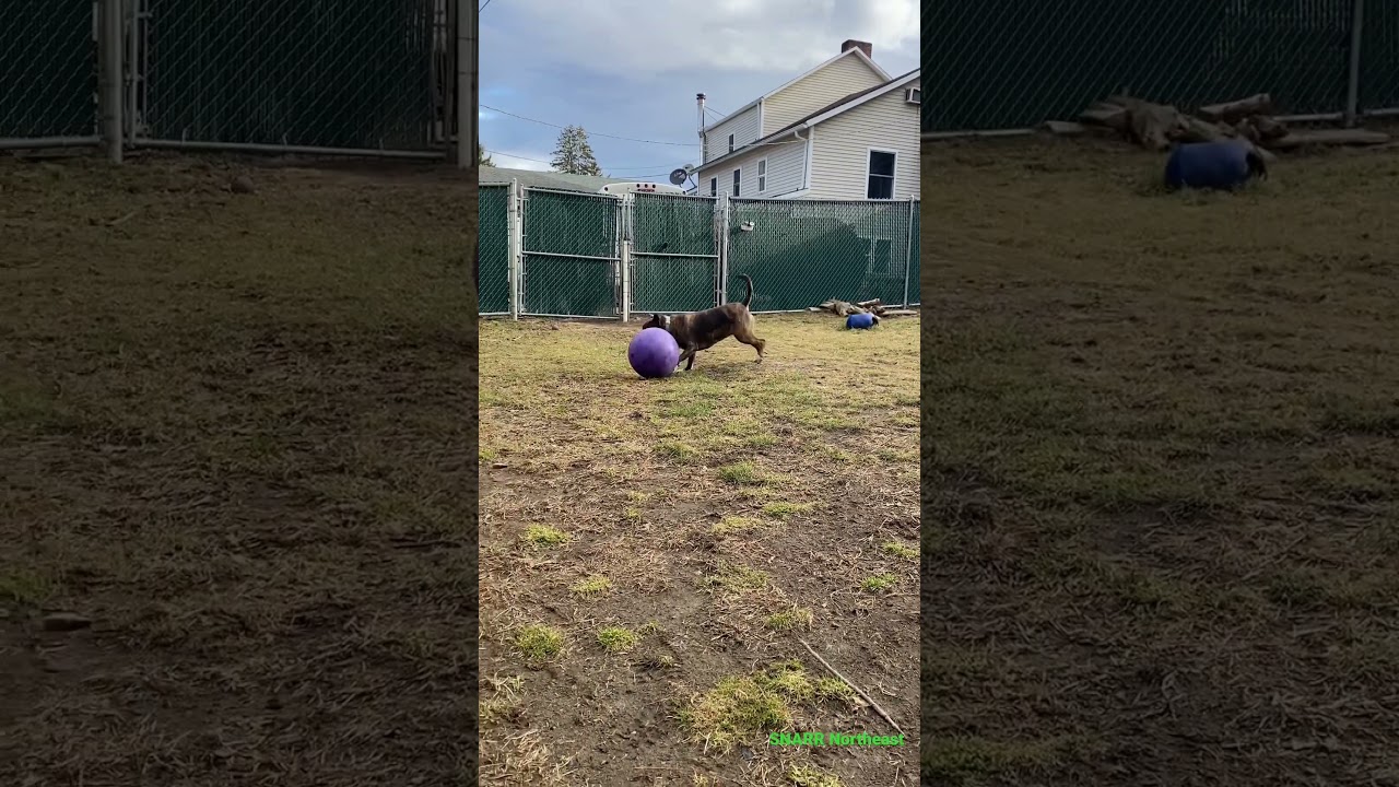 Enlarge Dolly, a Adoptable mixed breed in Brewster , NY video 6/7
