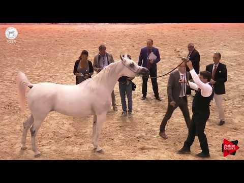 N.48 WADAD ZAMANI - SEWC 2018 - Senior Mares (Class 3A)