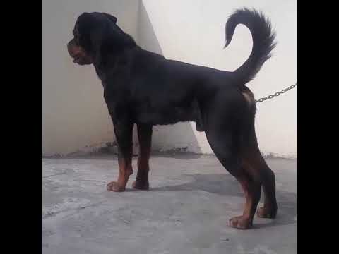 OUR BREEDING BOY just 10.5 months