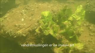 Nedre Suså ved Krogerenden, juli 2018