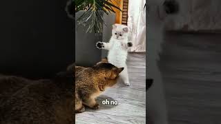 【猫パン、】ちっｗｗｗｗｗｗｗ