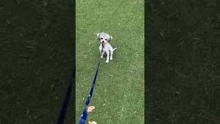 Video preview image #1 Maltese-Unknown Mix Puppy For Sale in Corona, CA, USA