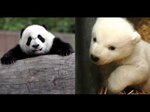 Pandas vs Polar Bears