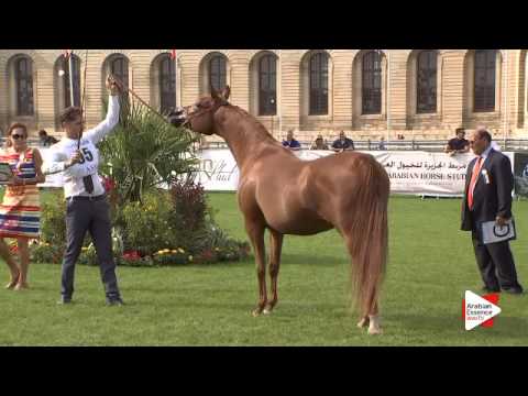 N.55 GAJA IRIS - Chantilly 2015 ABCE - Mares 6 years and above (Class 5)