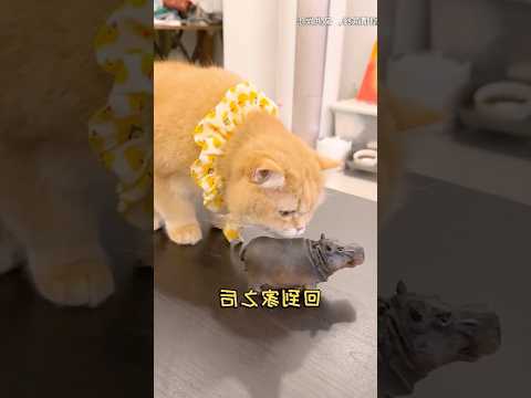 Quando il tuo gattino si innamora dell'ippopotamo