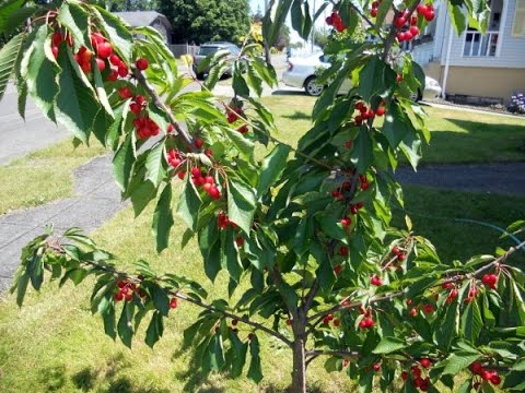 download lagu mp3 mp4 Dwarf Cherry Tree Canada, download lagu Dwarf Cherry Tree Canada gratis, unduh video klip Dwarf Cherry Tree Canada