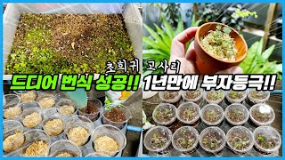 1년만에 번식에 성공한 희귀 고사리 흰무늬 아디안텀!! 이제 부자다 ㅠㅠ