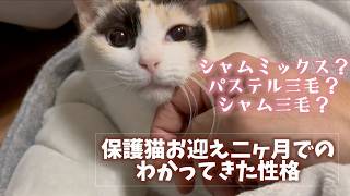［保護猫お迎え二ヶ月］でわかってきたシャムミックス？シャム三毛？の性格