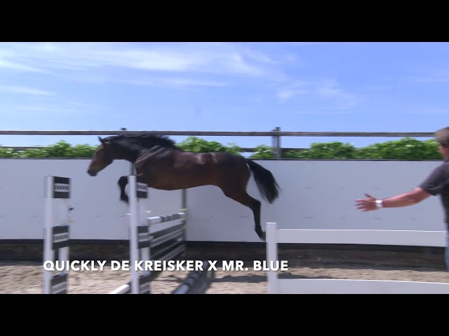 Medocinthe VDL Jumping