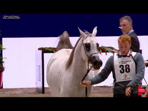 N 38 MIRA MONISCIONE   Salon du Cheval d'El Jadida class A show   2 Years Old Fillies Class 2