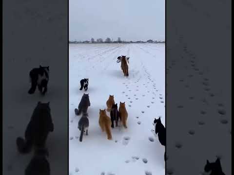 This cat successfully rescued a puppy in the freezing winter.❤️ #animals #wildlife #shortvideo  #cat