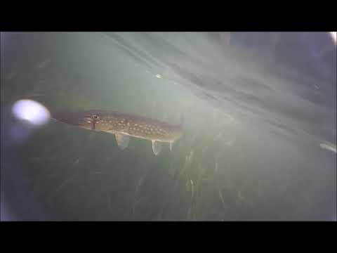 Eco Popper Wireless Underwater Live Video Camera logo
