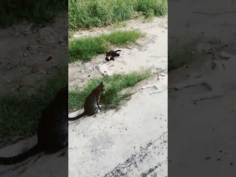 Los #michis les desean un excelente viernes #cats #gata #miau #gatitos #cat #michi #gato #gatitas