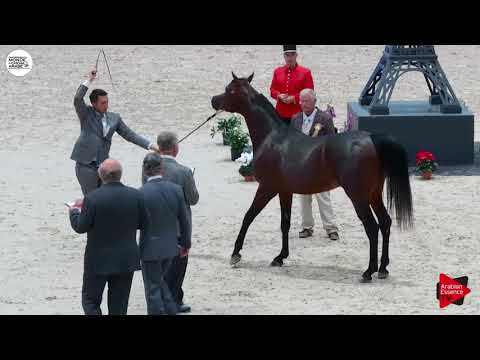 N.112 D IBN RASHEEM - Paris 2018 - Junior Colts (Class CM 5A)