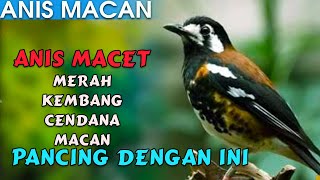 Download lagu PANCINGAN AMPUH ANIS MACET DAN MALAS BUNYI, SUARA ANIS MACAN GACOR mp3