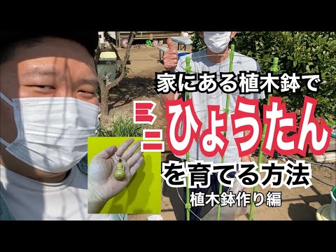 園芸 ひょうたんの木、ひょうたんの木