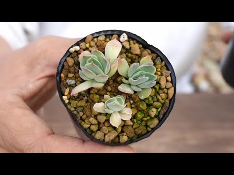 ティーツリーエッセンシャルオイルホワイトオイルを使ってコナカイガラムシを効果的に駆除する方法