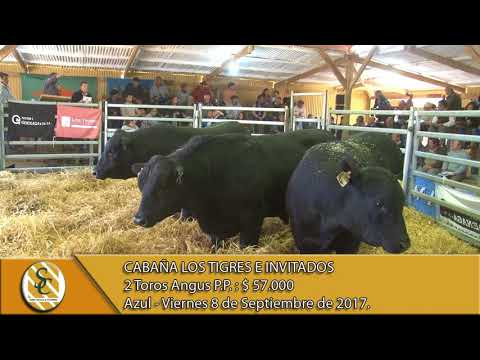 08-09-17 Venta de Toros P.P. - Cabaña Los Tigres e Invitados - Azul.