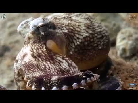 Beyond Eight Arms: Secrets of Octopus #Octopus #facts #oceanlife #DeepSeaIntelligence