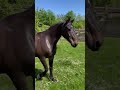 Django 