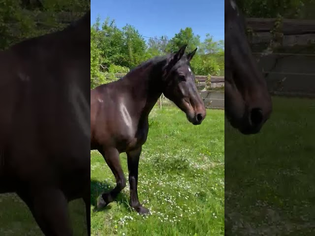 Django 