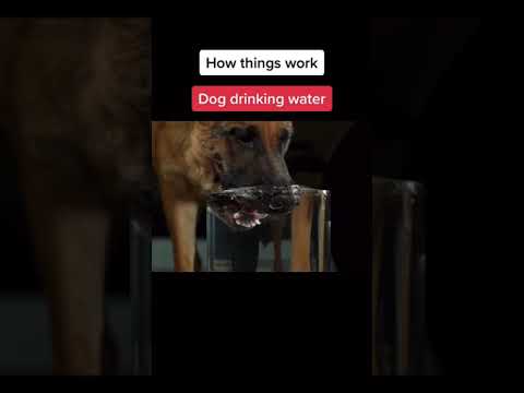 how the dogs are drink water