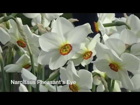 Narcissus Pheasant's Eye - Narcissus Bulbs from Holland