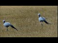 2016 11 23 16 30 P1670063 Blue Cranes