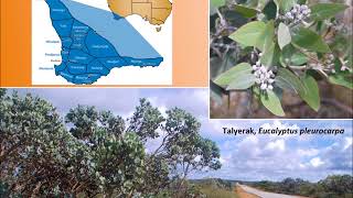 Download Lagu A study of long-term WA biodiversity conservation by Noongar Elder Carol Pettersen u0026 Alison Lullfitz Thumbnail