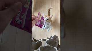 ゴハン欲しい人ー？「はーい」