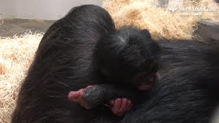 Chimpanzee born at the St. Louis Zoo