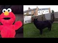 Tickle Me Elmo Belgain Black Sheepdog Scaring Braking