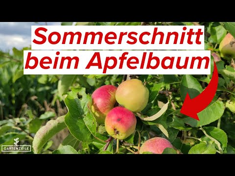 So schneidest du deinen Apfelbaum im Sommer! Schritt für Schritt erklärt!
