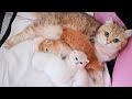 💕 22 days after birth | Kittens meowing, plays and learn to walk 💕 22 days after birth | Kittens meowing, plays and learn to walk