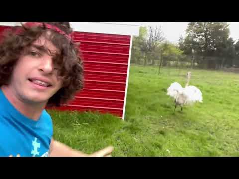 Kevin Attacked With a Running Start