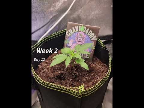 GDP Autoflower stealth grow week 2 2x1.5x2