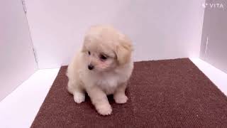 ハーフ犬の動画01