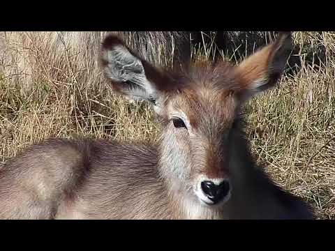Djuma: Waterbuck females and two calves-Pt:1 - 09:09 - 06/03/21