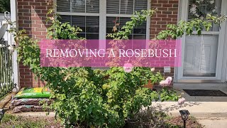 REMOVING A ROSEBUSH - Tools needed, How to dig out entire shrub with Rose Rosette Disease