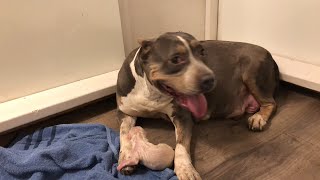 My dogs having puppies right now!