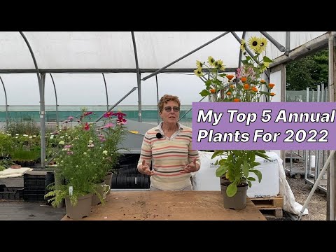 My Top 5 Annual Plants!