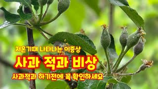 사과 적과하기 전에 이거 꼭 확인하세요 사과 꽃 썩음병 따내는것도 방법이 있습니다 괴산 가을농원 선녀는 이렇…