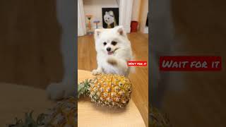 Nico:your pineapple is broken, I'll give you a new one!#shorts #prank #trending