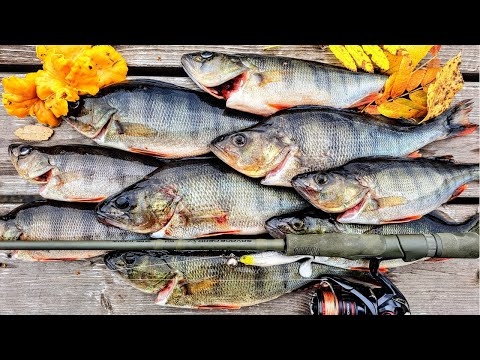 SYYSAHVENTA LAUTASELLE SAAKKA -  MISTÄ OLEN LÖYTÄNYT AHVENTA SYKSYLLÄ?