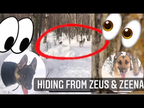 Hide and seek with Zeus and Zeena!👀👀
