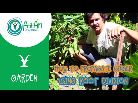 download lagu mp3 mp4 Blue Ginger Plant Propagation, download lagu Blue Ginger Plant Propagation gratis, unduh video klip Blue Ginger Plant Propagation